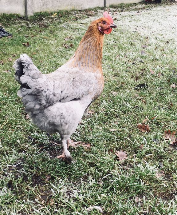 Jaja lęgowe Marans, Oliwkowe, Niebieskie