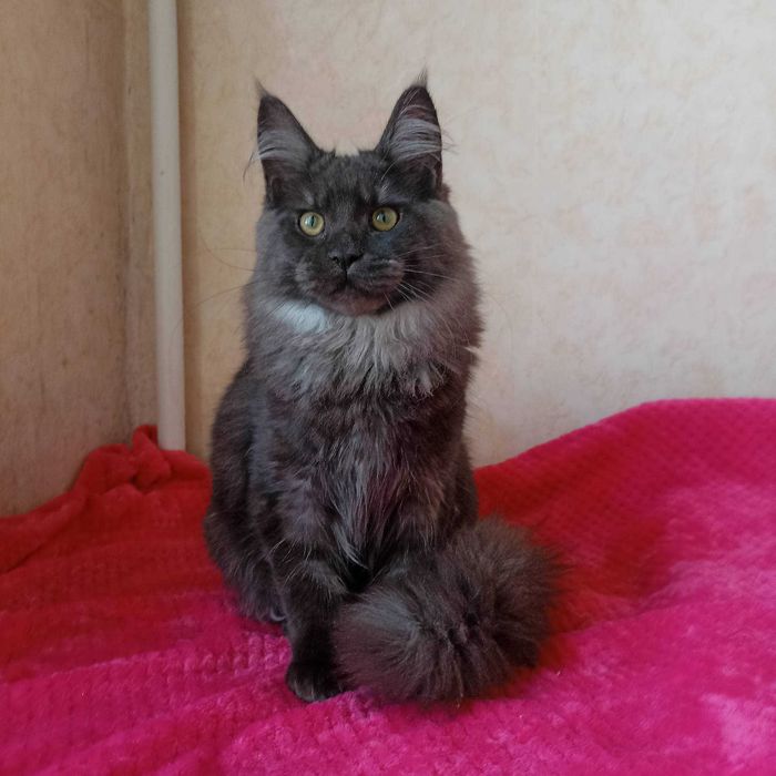 Котенок Мейн Кун мальчик