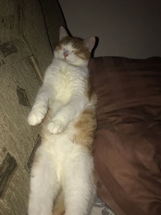 Отдам котят, бесплатно