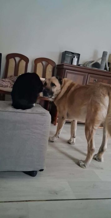 Omar 5 letni kangal do adopcji z fundacji