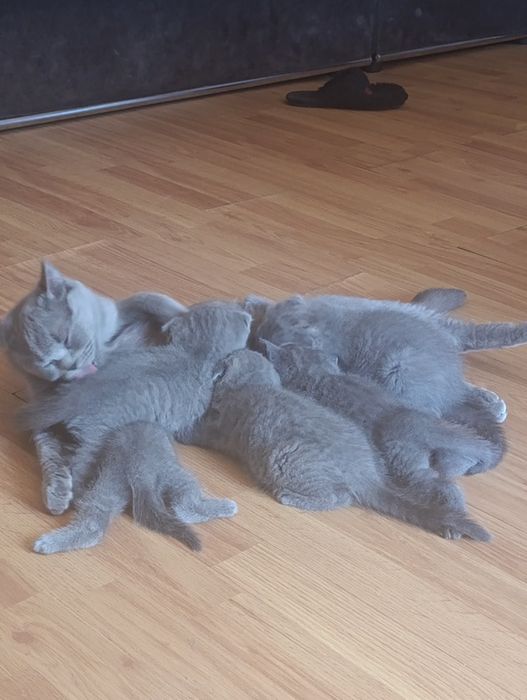 Шотландські котята