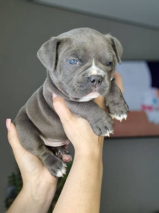 Американский Булли.  Покет.  Документы АБКС