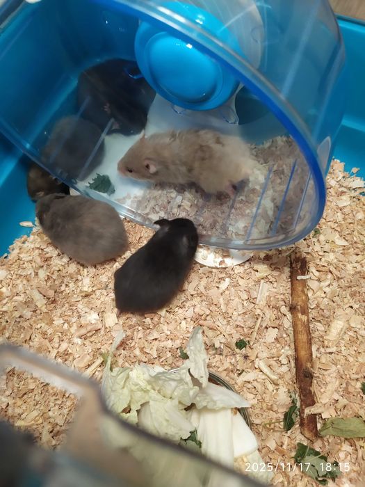 Хомяки, джунгарские хомяки