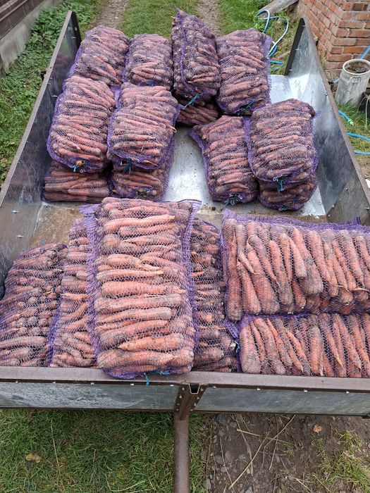 В продажі морква