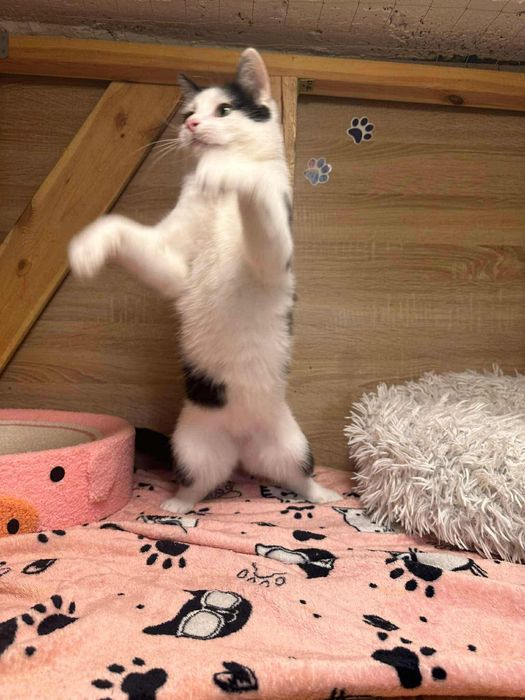 Uroczy Kacperek szuka domu