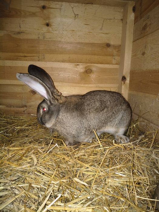 Sprzedam samca i samice olbrzym belgijski