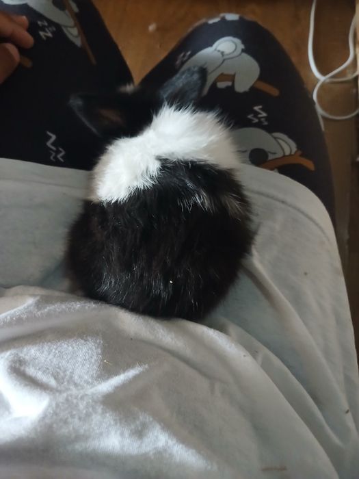 Coelhos bebés machos