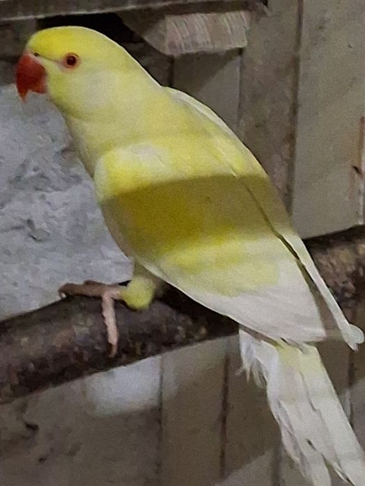 Aleksandretty obrożne para