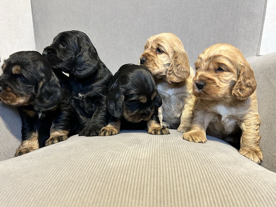 Cocker Spaniel Angielski, Szczeniaczek