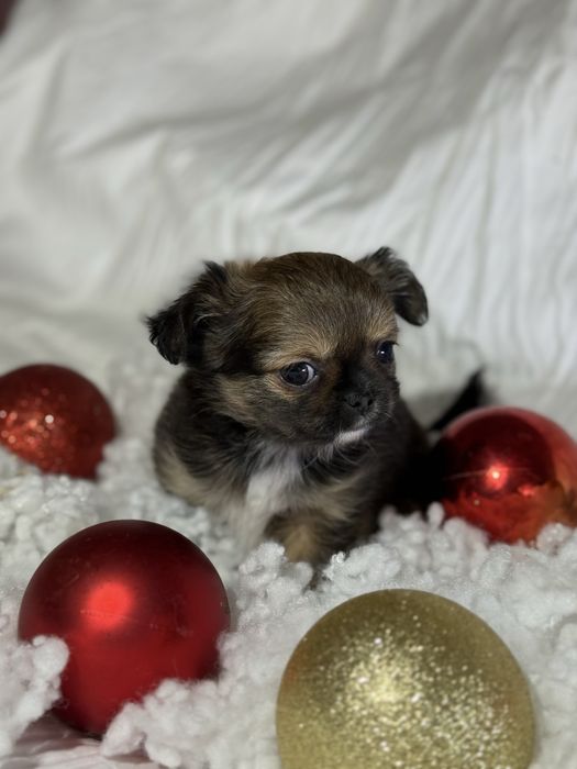 Чихуахуа міні  стандарт цуценята