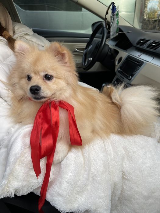 Померанські шпіци — Маленькі моделі для обіймів