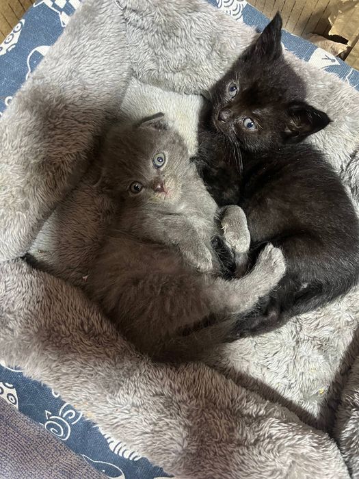 Чудові кошеннятка