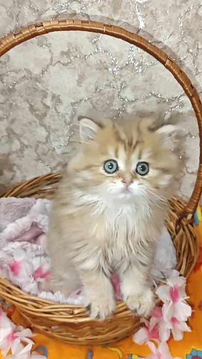 Золота шиншила шикарний хлопчик