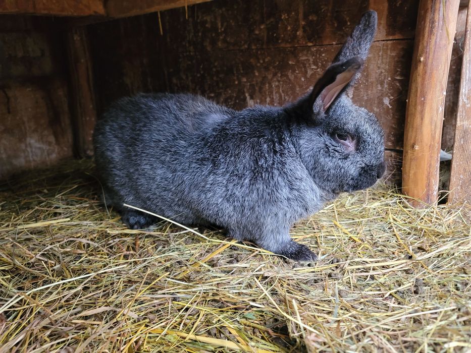 Кролі полтавське срібло