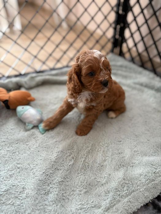 *** Cavapoo śliczny***