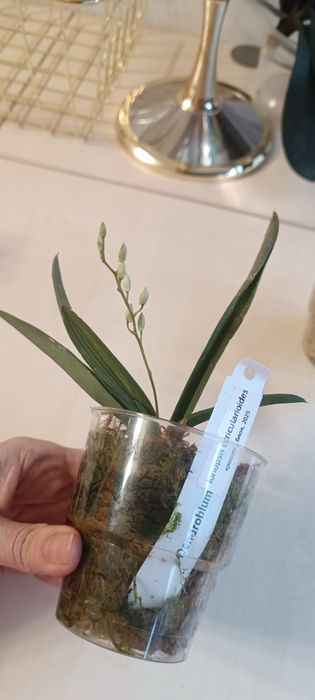 Орхидея мини Ionopsis utricularioides