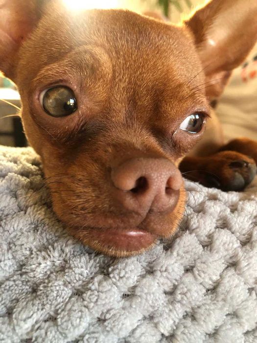 Той тер'єр шукає пару