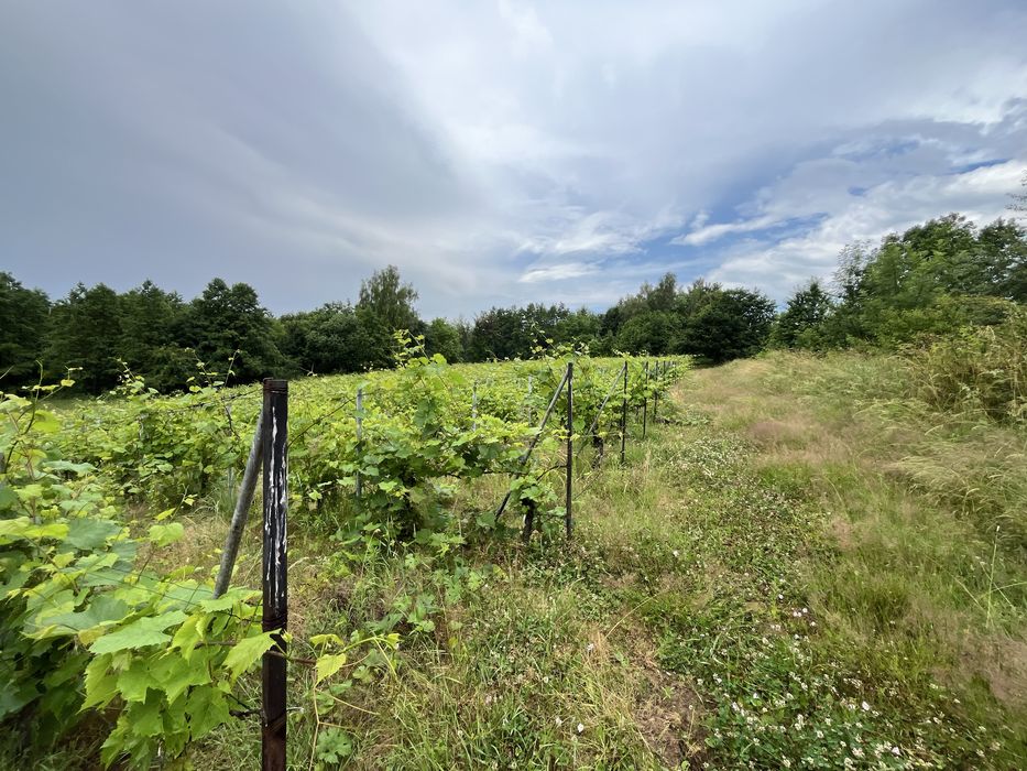 Działka 64 Ary – 2km od granic Rzeszowa, Przylasek - Więcej