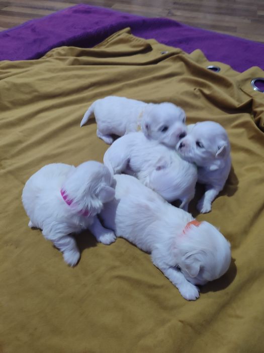 Maltańczyk z rodowodem