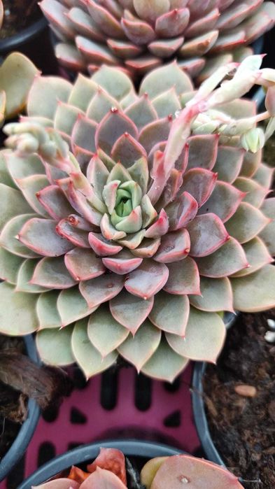 Suculentas com grande variedade