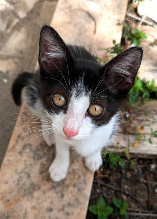 Oreo - Para Adopção Responsável
