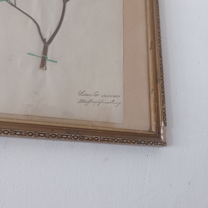 Herbarium secesyjne zielnik antyk