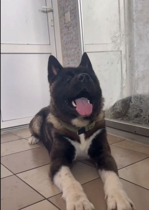 Запрошуємо на грумінг песиків та котиків всіх порід !