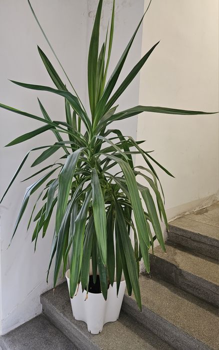 Kwiat juka/jukka wysokość około 150cm