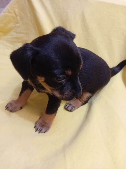 Продажа цуценят той-тер'єра