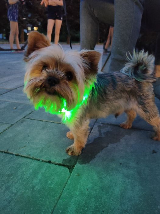 вязка йорк,за щенка)