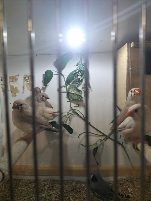 Sprzedam Młode zeberki