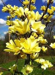 Абрикоса Ківі Лохина Яблуня Інжир Хурма Персик Магнолія Сакура Піон