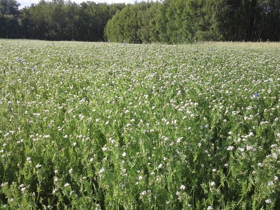 Seradela nasiona WYSYŁKA