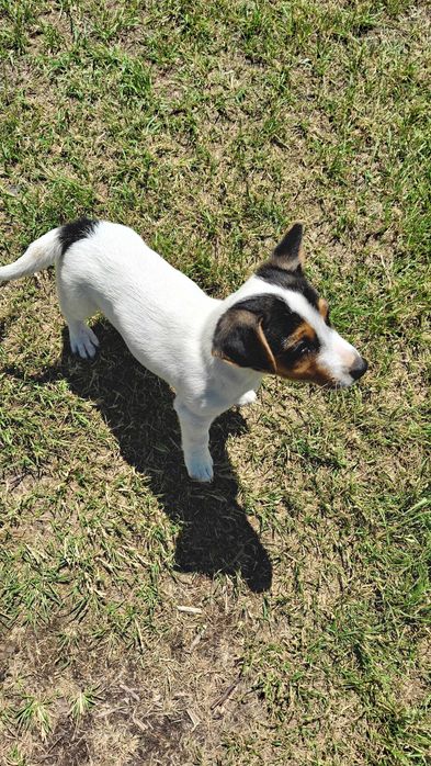 Jack Russel Terrier gładkowłosy Tricolor piesek ur. 24.03.2026