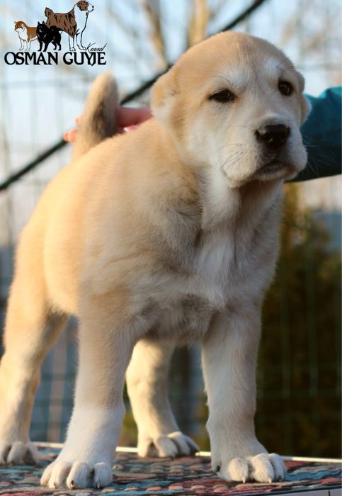 Класнюча дівчинка алабай розплідник