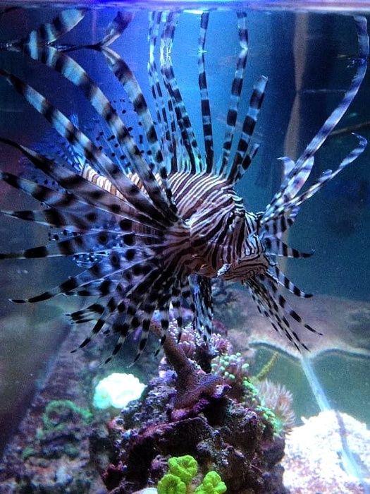 Aquaforest Calcium 850 g do akwarium morskiego Sklep Turkusowe Zoo