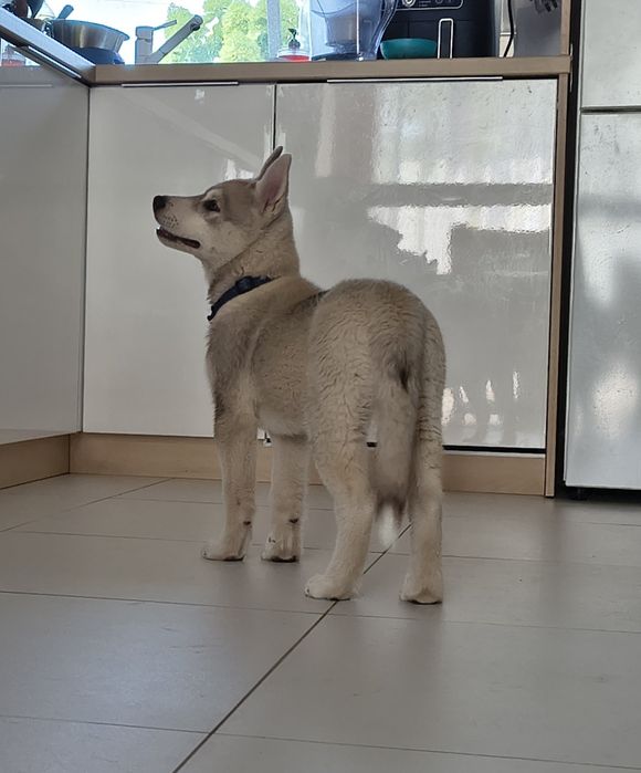 Szczeniak Siberian Husky, suczka z metryką ZKwP