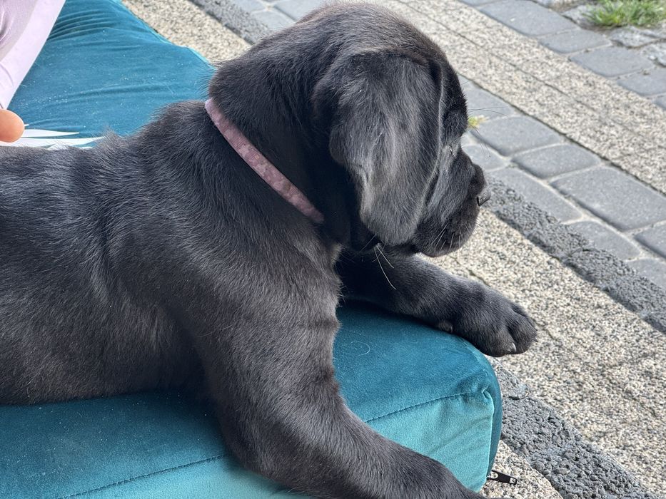 Cane corso suczka czarna
