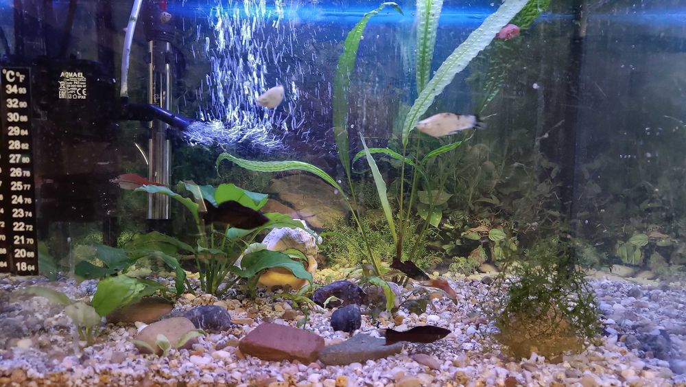 Akwarium 50 l z wyposażeniem