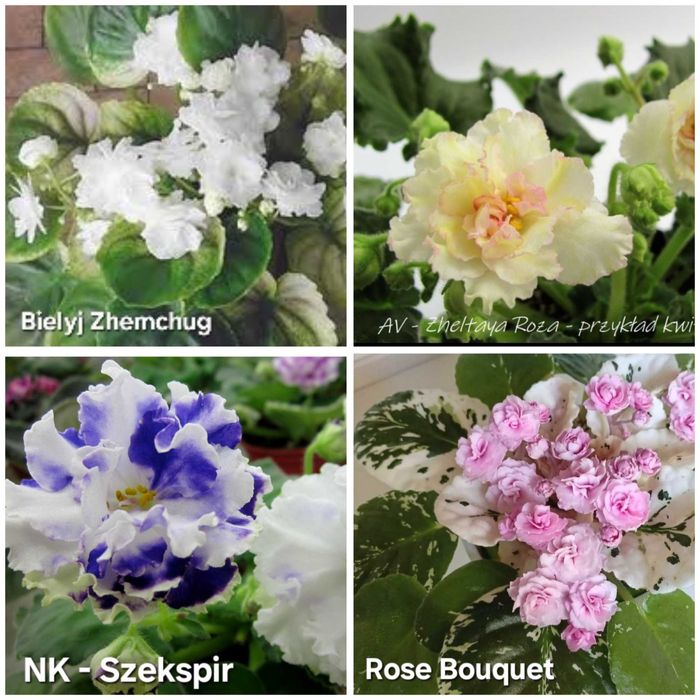 Fiołek afrykański odmianowy, listki