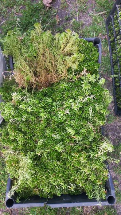 свіжий та сухий мох сфагнум