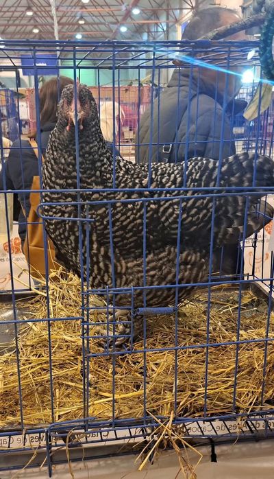 Ovos galados de Malines provenientes da Bélgica