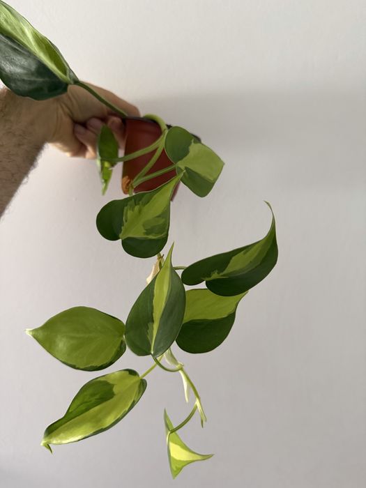 Epidendrum Floribundum