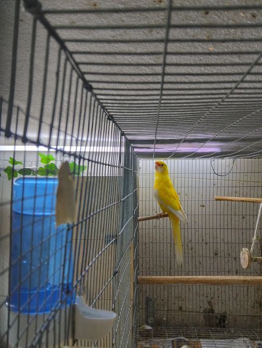 Macho rosela adulto flaveolus