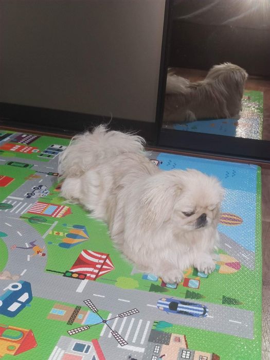 Вязка шукаємо кавалера