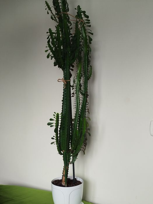 Wilczomlecz 150 cm.