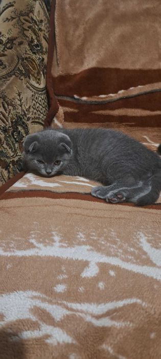 Шотландець висловухий вакцинацією па портом окрас блакитний