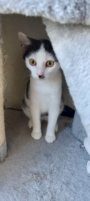 Cleo kotka do adopcji