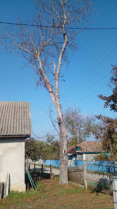 Подарую дерева для спилу