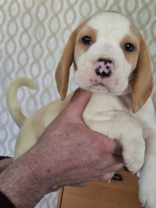 Хлопчик бігль окрас біколор